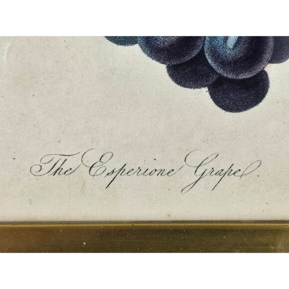 ESPERIONE GRAPE HORT. TRANS. VOL. 3 & PT II VINTAGE LITHOGRAPH FRAMED 8.5" x 11" - Picture 3 of 7